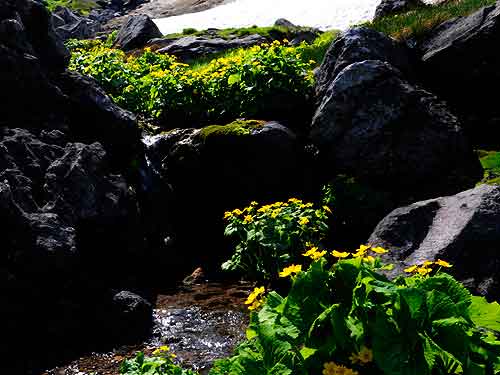 中岳温泉のリュウキンカ