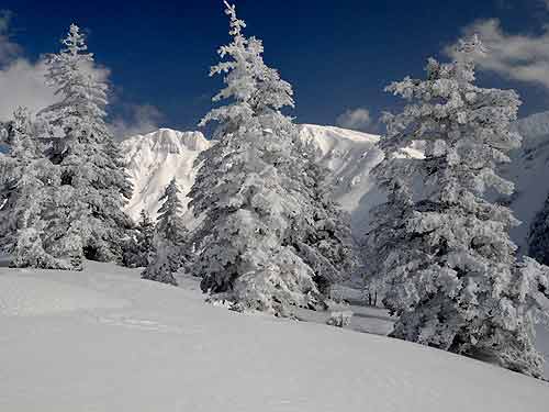 十勝岳温泉樹氷