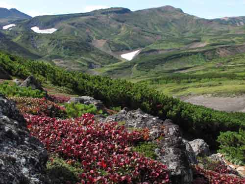 中岳温泉のリュウキンカ