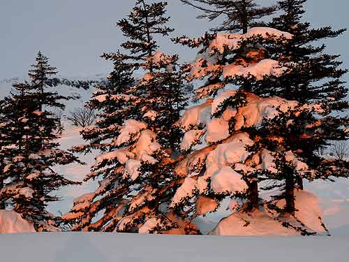 エゾマツの残照