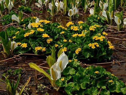 旭岳温泉湿原の花々