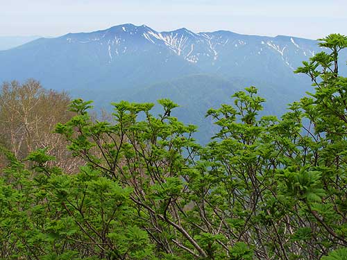 ナナカマドの新緑とニセイカウシュッペ山