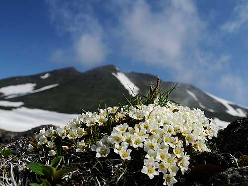 イワウメと白雲岳