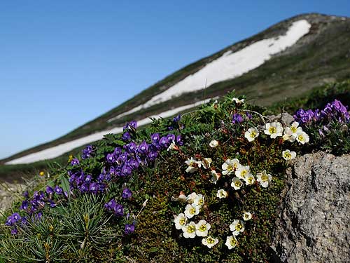 白雲小屋のお花畑