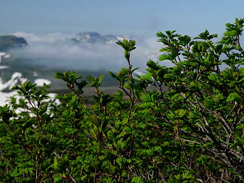 ナナカマドの新緑
