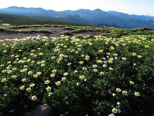 チングルマの群落