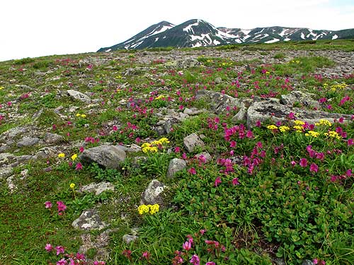 エゾつつじの群落