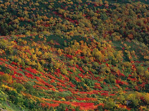 緑岳タスキの紅葉