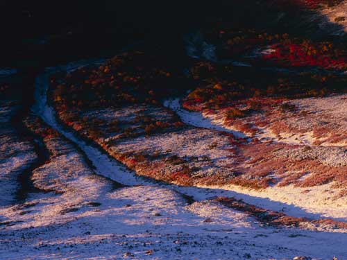 緑岳タスキの紅葉
