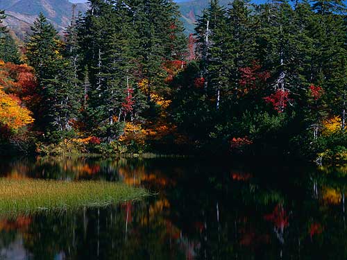 緑岳タスキの紅葉
