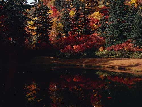 緑岳タスキの紅葉