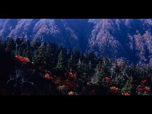 緑岳タスキの紅葉