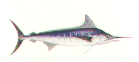 fish.jpg (45672 oCg)