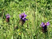 �l�D�h �����B�e�u�E�c�{�O�T�v