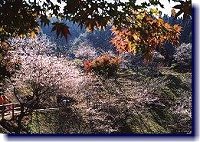 小原村の四季桜