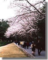 庭園横の桜並木