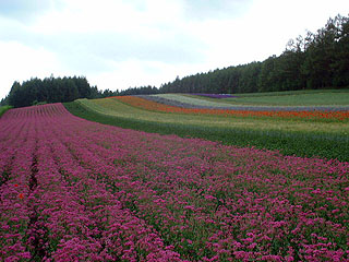 �t�@�[���x�c�@�ʂ�̔�