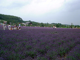 �t�@�[���x�c�@��̔�