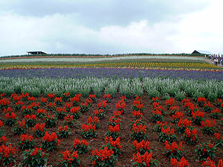 ����̃t�@�[��