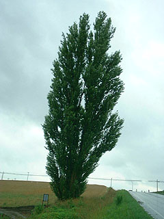 �P���ƃ����[�̖�