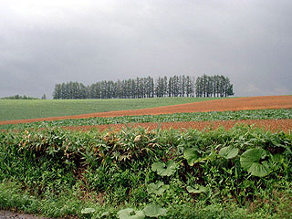 �}�C���h�Z�u���̋u