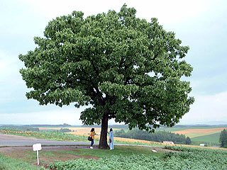 �Z�u���X�^�[�̖�