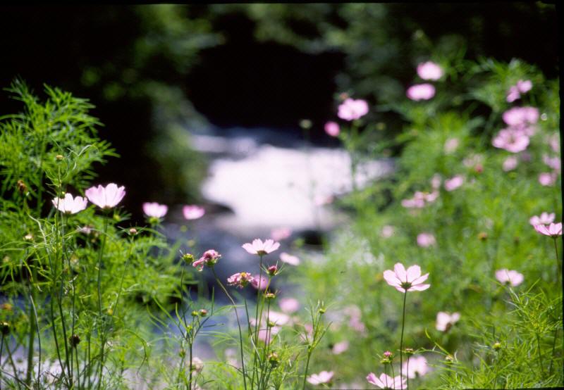 nagano199908_cosmos_800_554