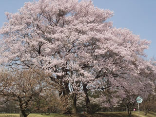 満開の桜です