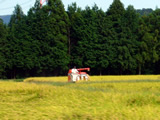 稲刈り中の田んぼ