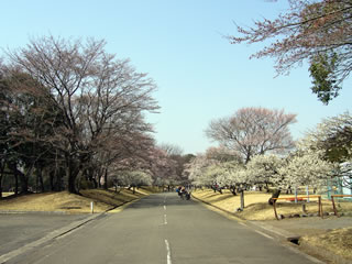 井頭公園の桜（４月１日）