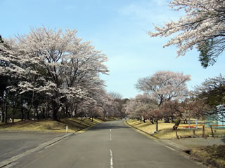 井頭公園の桜（４月９日）