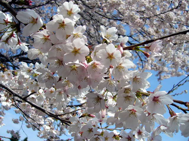 満開の桜です（４月９日）