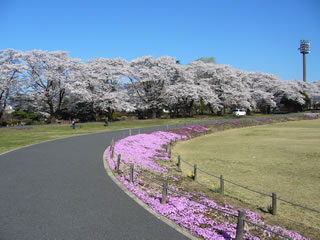 矢板市長峰公園は桜が満開です