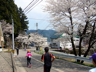 神明神社前の桜は満開でした