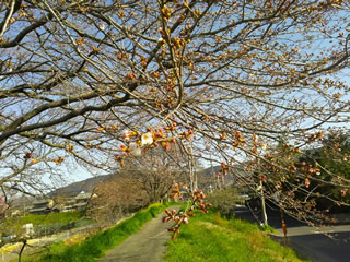 板屋川沿いの桜