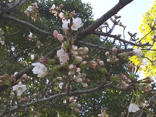 日吉神社の薄墨桜は咲き始めです