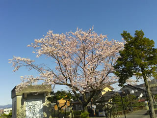 伊自良川沿いの桜は満開でした