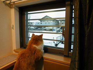 猫の「みぃ」も雪が気になるようです