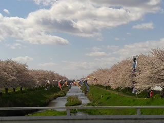 八王子橋から南を望む（満開の桜と鯉のぼり）