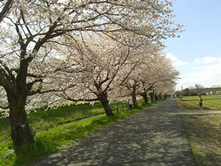 壮大な桜並木（南方面）