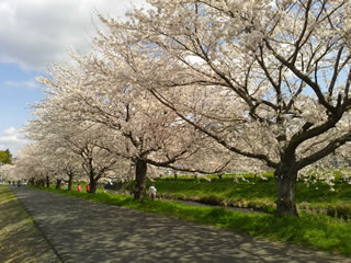 壮大な桜並木（北方面）