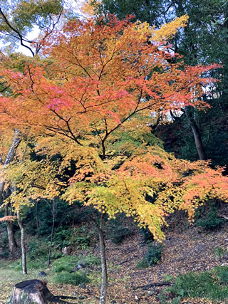 鮮やかな紅葉です