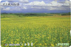 菜の花咲く美瑛の丘（JR北海道）