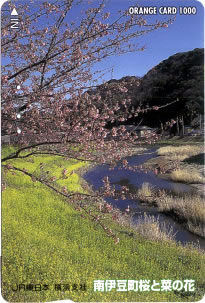 南伊豆町桜と菜の花（横浜支社）