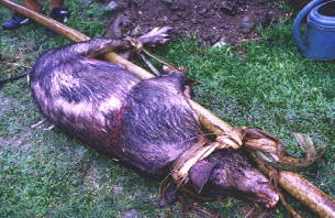 �߂܂����R�u�^