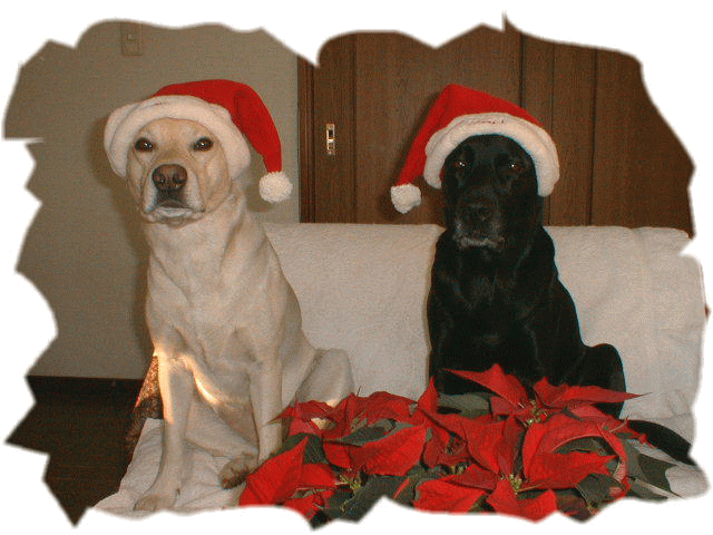 �����[�N���X�}�X�I�I