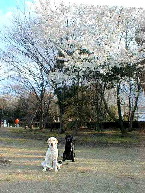 �����̂��Ԍ�