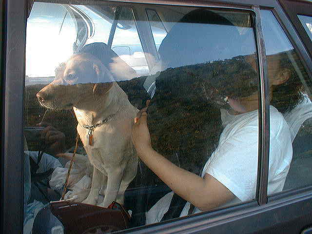 �Ԓ��̃}���G������