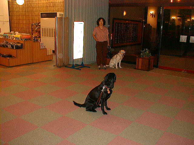 �z�e���̃��r�[��