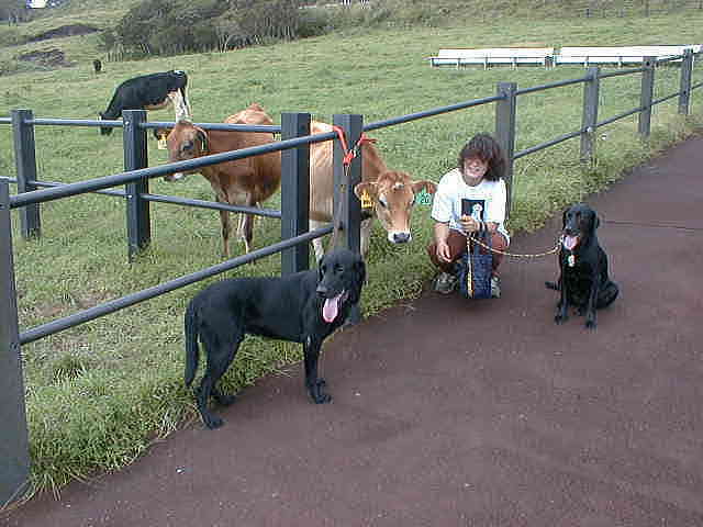 �ӂꂠ���q��